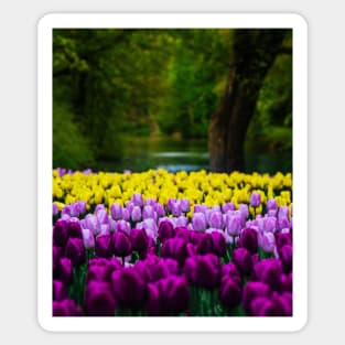 Yellow Tulips and Purple Tulips Sticker